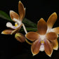 Phal. speciosa f. brunneola x sib, random petal color in white or drak coffee/brown, sequential bloomer