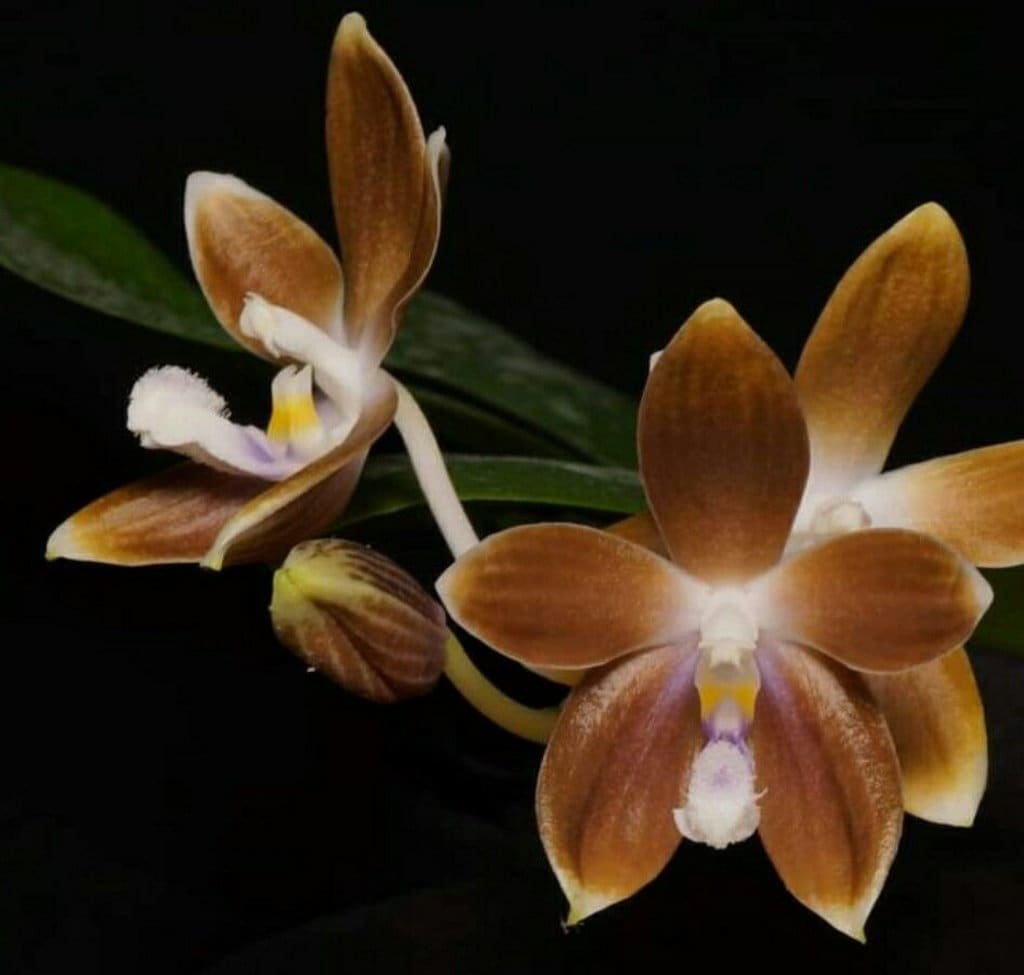 Phal. speciosa f. brunneola x sib, random petal color in white or drak coffee/brown, sequential bloomer