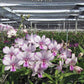 Den. Popeye '2720' (Dendrobium Phalaenopsis), pinky color with contrast
