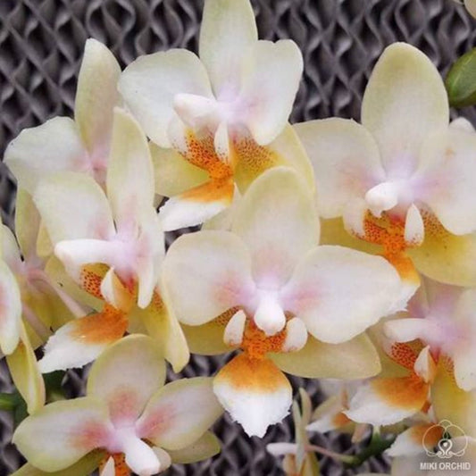 In Baby Spike! Phal. Ron-E Glamor '3304', very beautigul flowers