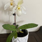 In spike/bud! Paph. Lily Pond, sequential blooming