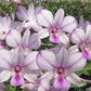 Den. Popeye '2720' (Dendrobium Phalaenopsis), pinky color with contrast