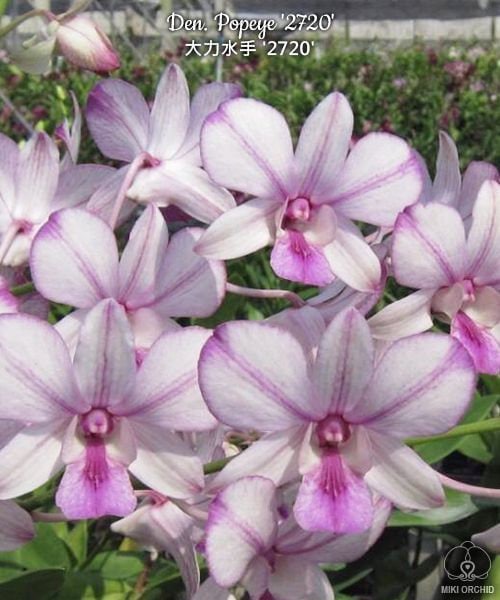 Den. Popeye '2720' (Dendrobium Phalaenopsis), pinky color with contrast