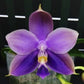 Phal. Yaphon All Friends, blue colored flower and all-day fragrant