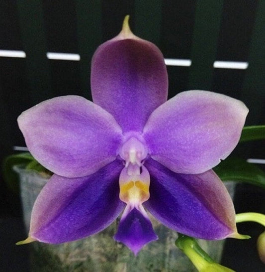 Phal. Yaphon All Friends, blue colored flower and all-day fragrant