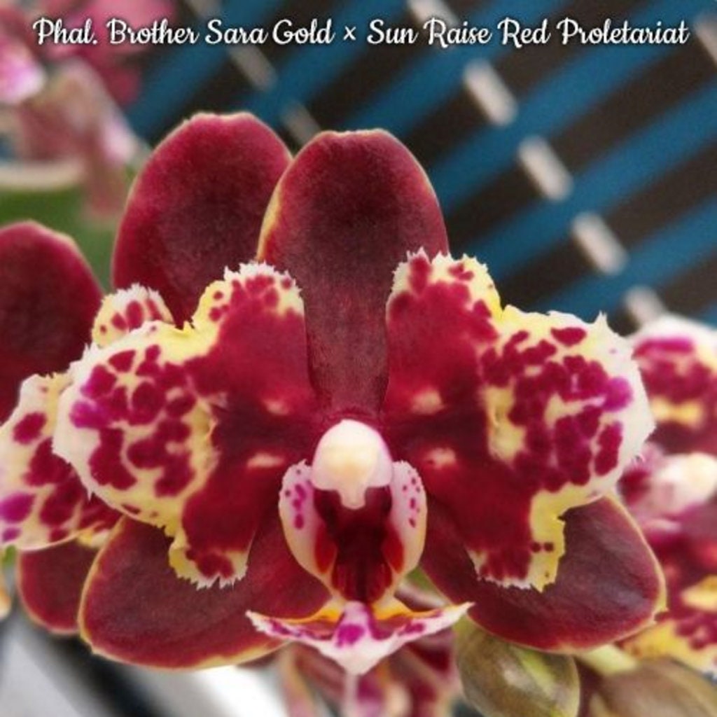 Phal. Brother Sara Gold × Sun Raise Red Proletariat (Peloric)