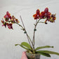 Phal. Allura Voodoo, rare and hard to find
