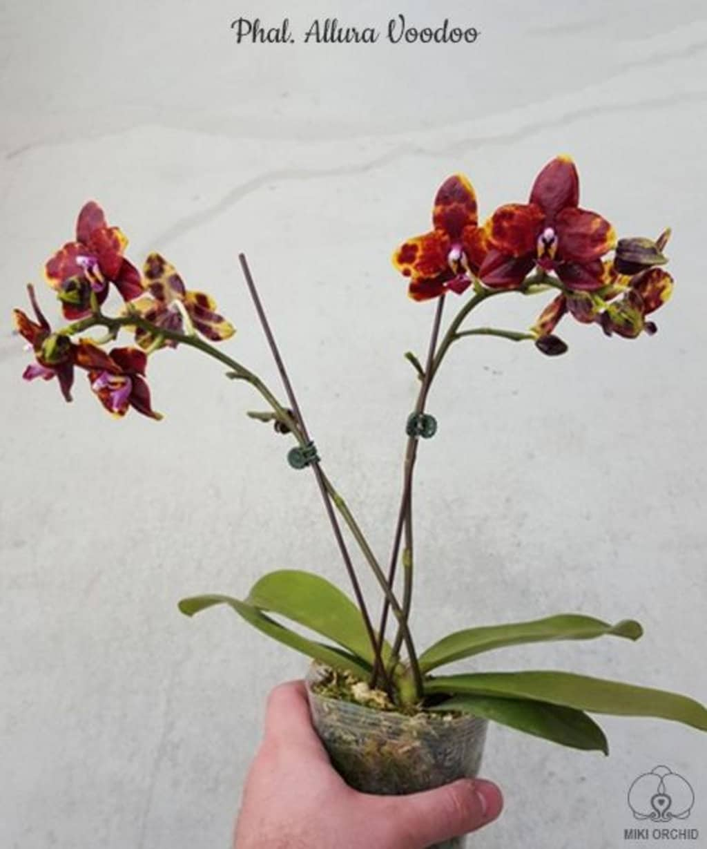 Phal. Allura Voodoo, rare and hard to find