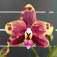 Phal. Allura Voodoo, rare and hard to find