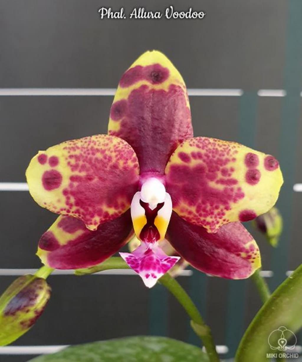 Phal. Allura Voodoo, rare and hard to find