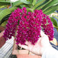 In baby spike - Rhynchostylis gigantea ‘Red’ x sib, red color and fragrant