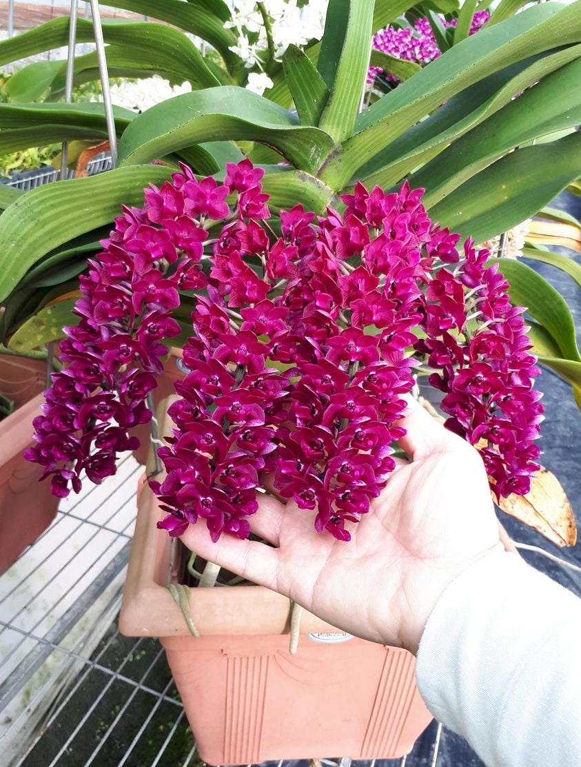 In baby spike - Rhynchostylis gigantea ‘Red’ x sib, red color and fragrant