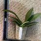 In Baby Spike! Phal. Ron-E Glamor '3304', very beautigul flowers