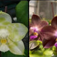 Phal. Mituo Golden Tiger 'Green Tiger' X Phal. Mituo 24 Solar Terms ’Black Angel‘ (AMM101) - fragrant