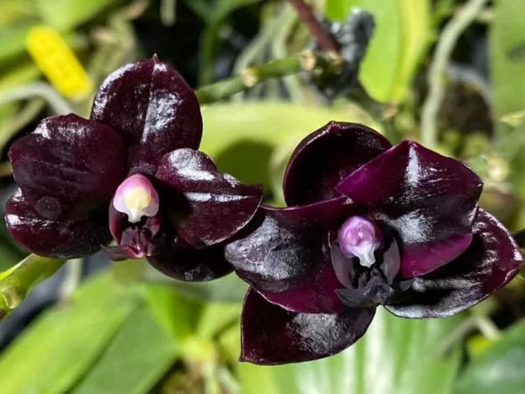 Phal. Mituo Reflex DD ‘carbonada ‘黑鑽石’ (MO757), dark flower, long lasting, mature plant