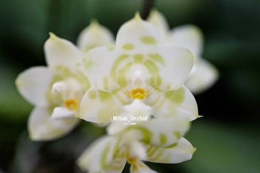 Phal. Mituo Golden Tiger 'Green Tiger' (MO666), fragrant