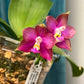Phal. Mituo Reflex Dragon ' Blue -2 ' X Phal. Mituo Love ‘ Rainbow-520 ’ (AMM47) - fragrant, free shipping
