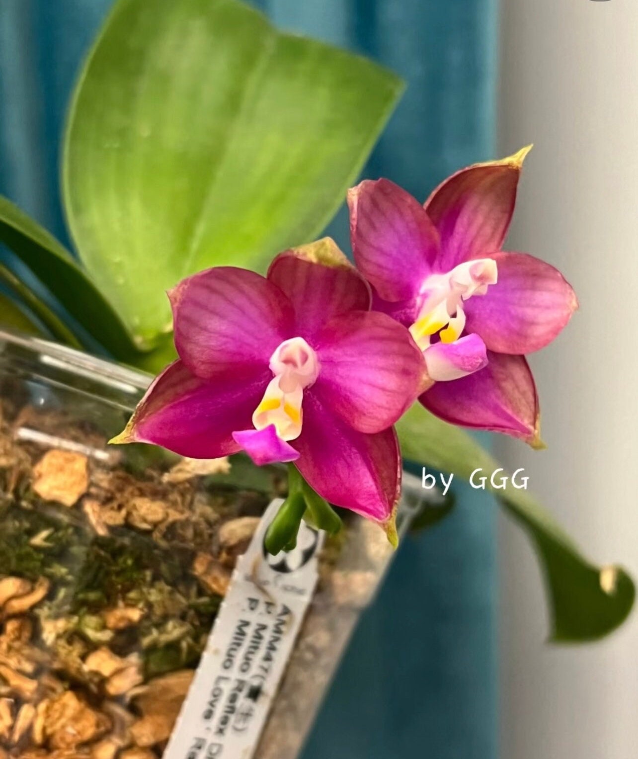 Phal. Mituo Reflex Dragon ' Blue -2 ' X Phal. Mituo Love ‘ Rainbow-520 ’ (AMM47) - fragrant, free shipping