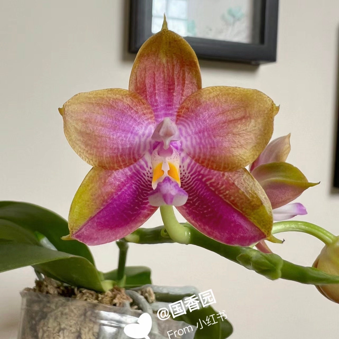 Phal. Mituo Reflex Dragon ' Blue -2 ' X Phal. Mituo Love ‘ Rainbow-520 ’ (AMM47) - fragrant, free shipping