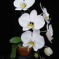 Phal. Yoshino (Phal. amabilis 'Irian Jaya'  X Phal. sanderiana), silver leaf, fragrant