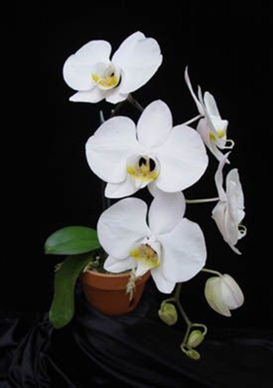 Phal. Yoshino (Phal. amabilis 'Irian Jaya'  X Phal. sanderiana), silver leaf, fragrant