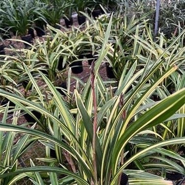 Cymbidium sinense ‘Space Hall’ 墨兰 ‘宇宙殿’, very pretty variegated leaves, fragrant