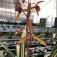 Cymbidium sinense ‘Space Hall’ 墨兰 ‘宇宙殿’, very pretty variegated leaves, fragrant