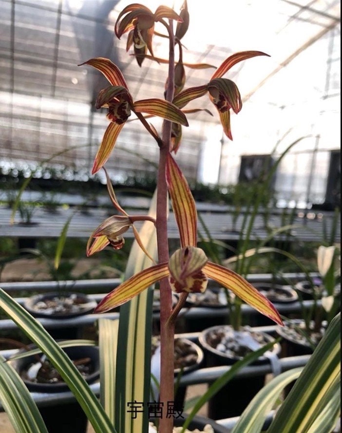 Cymbidium sinense ‘Space Hall’ 墨兰 ‘宇宙殿’, very pretty variegated leaves, fragrant