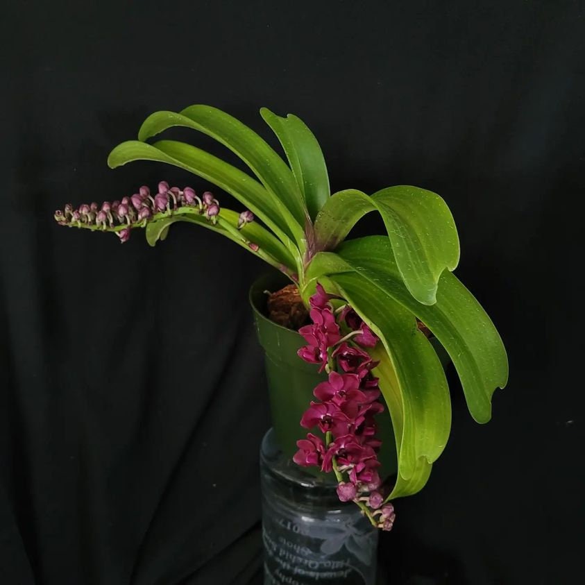 In baby spike - Rhynchostylis gigantea ‘Red’ x sib, red color and fragrant