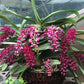 In baby spike - Rhynchostylis gigantea ‘Red’ x sib, red color and fragrant