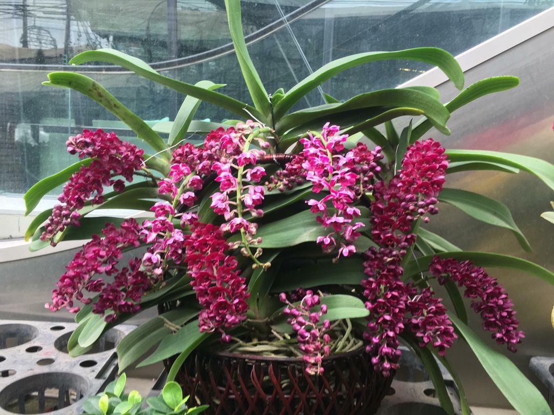 In baby spike - Rhynchostylis gigantea ‘Red’ x sib, red color and fragrant