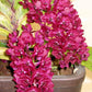 In baby spike - Rhynchostylis gigantea ‘Red’ x sib, red color and fragrant