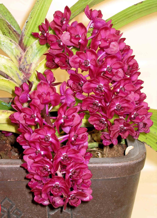 In baby spike - Rhynchostylis gigantea ‘Red’ x sib, red color and fragrant