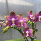Phal. Mituo Reflex Dragon 'Blue Ring’ (MO675)— AM/AOS, pretty and very fragrant!