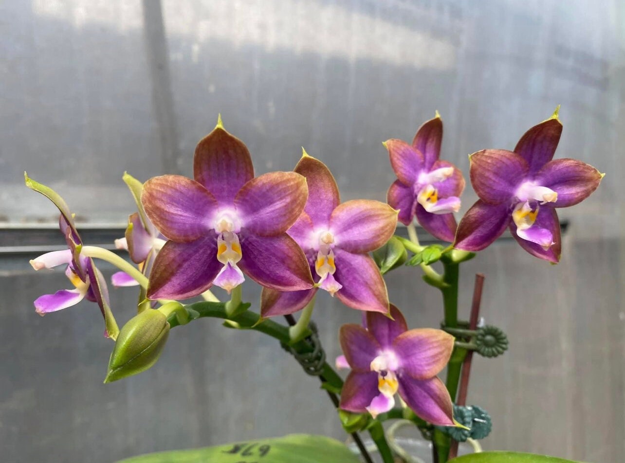 Phal. Mituo Reflex Dragon 'Blue Ring’ (MO675)— AM/AOS, pretty and very fragrant!