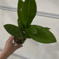 Den. Popeye '2720' (Dendrobium Phalaenopsis), pinky color with contrast