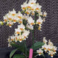 In Baby Spike! Phal. Ron-E Glamor '3304', very beautigul flowers