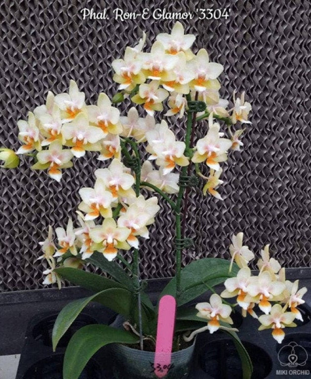 In Baby Spike! Phal. Ron-E Glamor '3304', very beautigul flowers