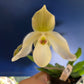 In spike/bud! Paph. Lily Pond, sequential blooming
