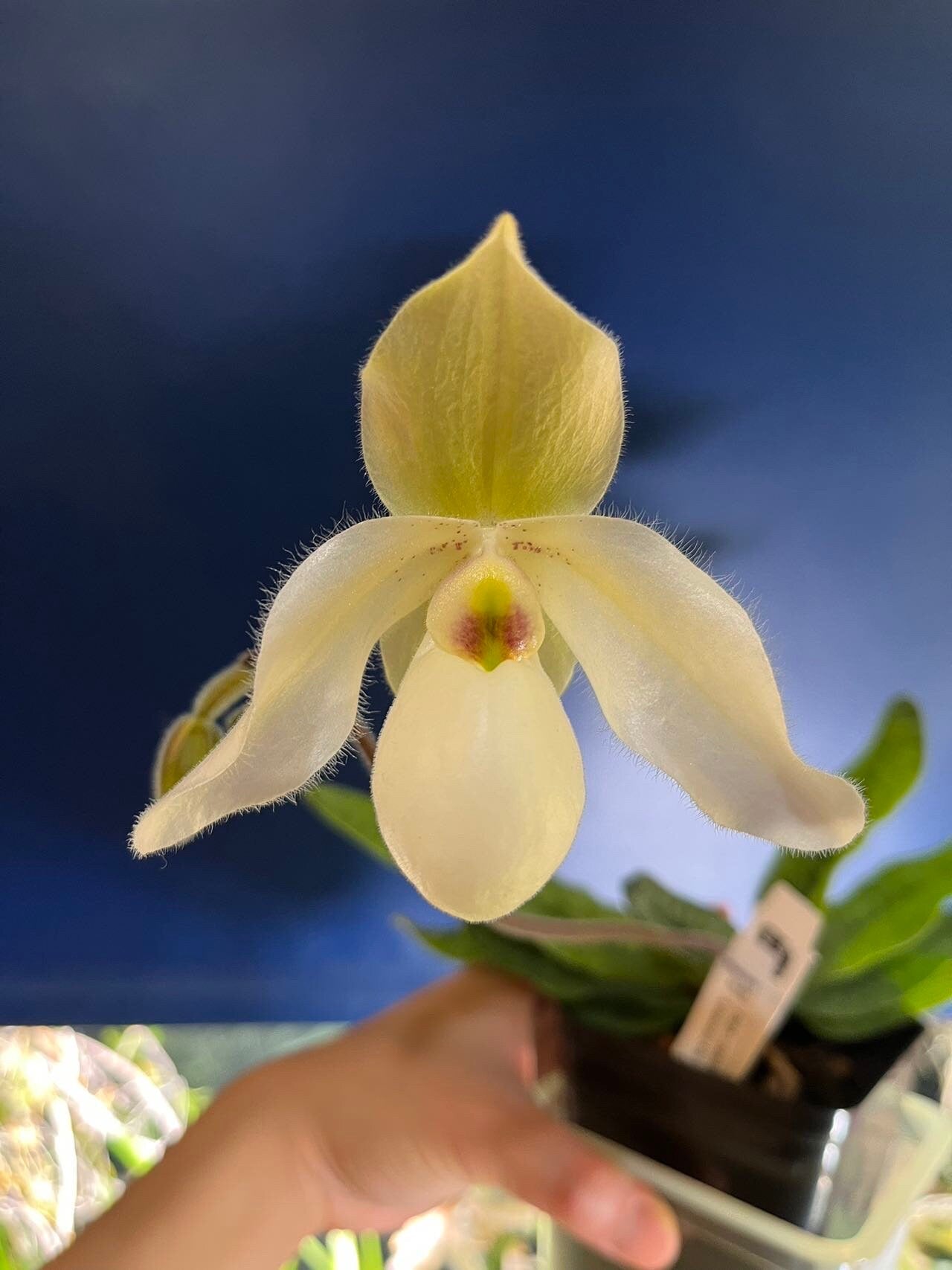 In spike/bud! Paph. Lily Pond, sequential blooming