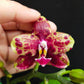 Phal. Allura Voodoo, rare and hard to find