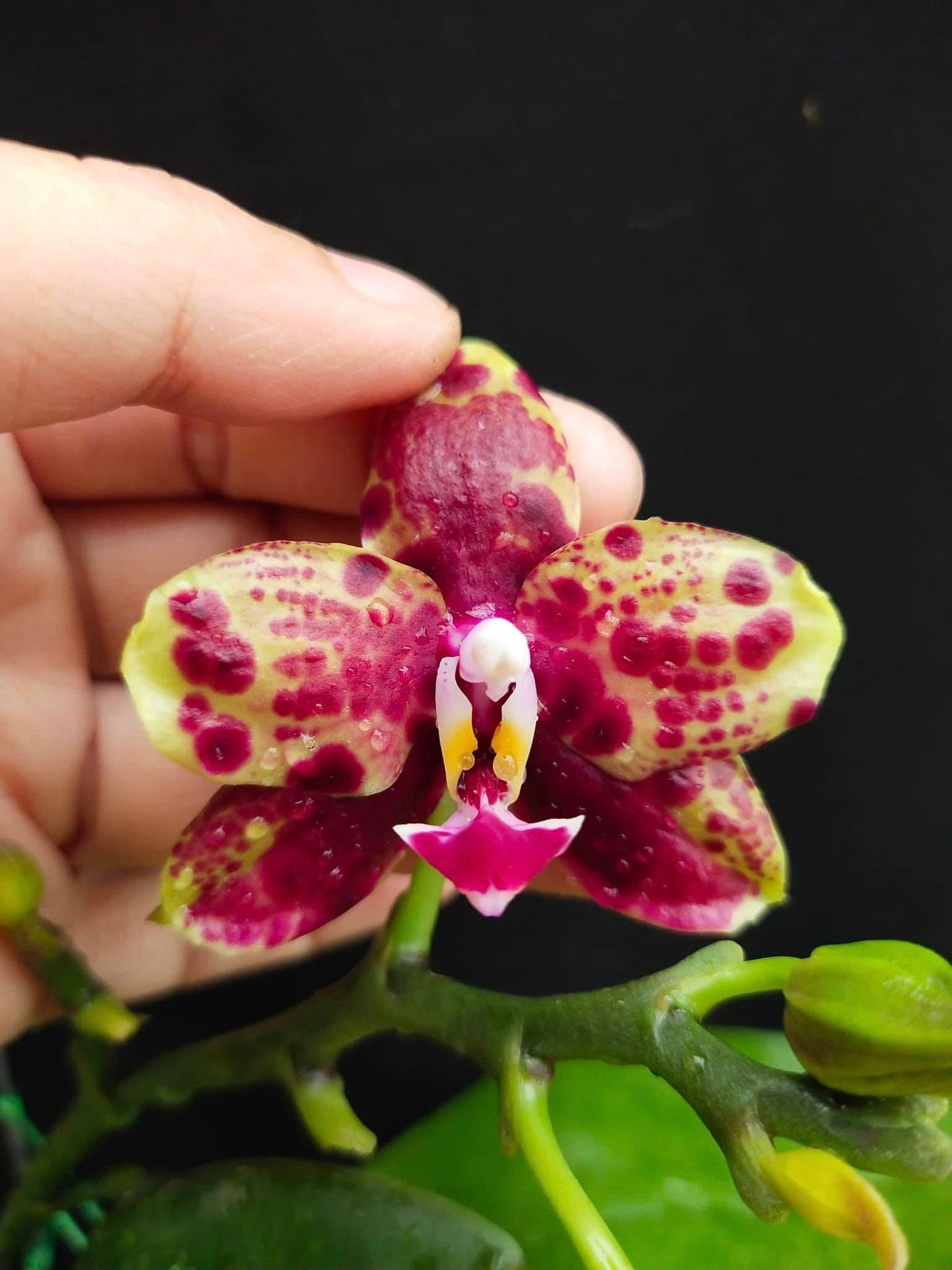 Phal. Allura Voodoo, rare and hard to find