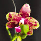 Phal. Allura Voodoo, rare and hard to find