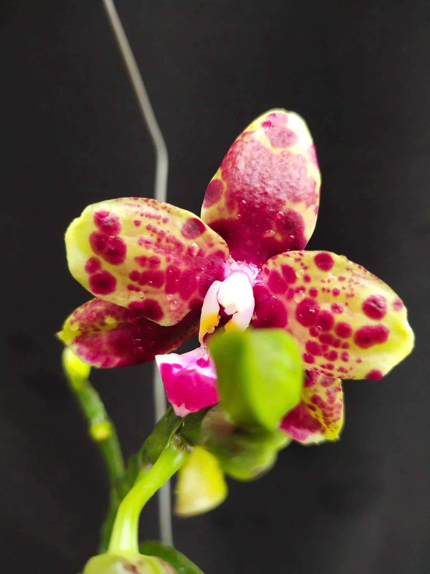 Phal. Allura Voodoo, rare and hard to find