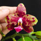 Phal. Allura Voodoo, rare and hard to find