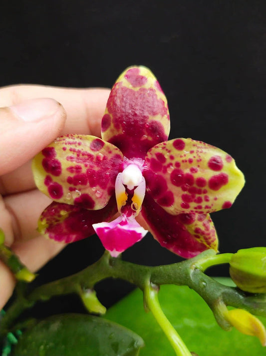 Phal. Allura Voodoo, rare and hard to find