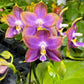 Phal. Mituo Reflex Dragon 'Blue Ring’ (MO675)— AM/AOS, pretty and very fragrant!