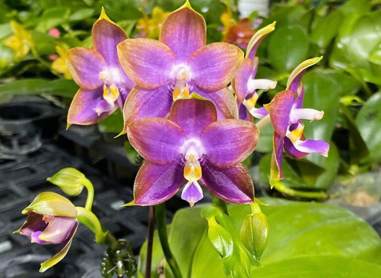 Phal. Mituo Reflex Dragon 'Blue Ring’ (MO675)— AM/AOS, pretty and very fragrant!