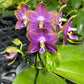 Phal. Mituo Reflex Dragon 'Blue Ring’ (MO675)— AM/AOS, pretty and very fragrant!