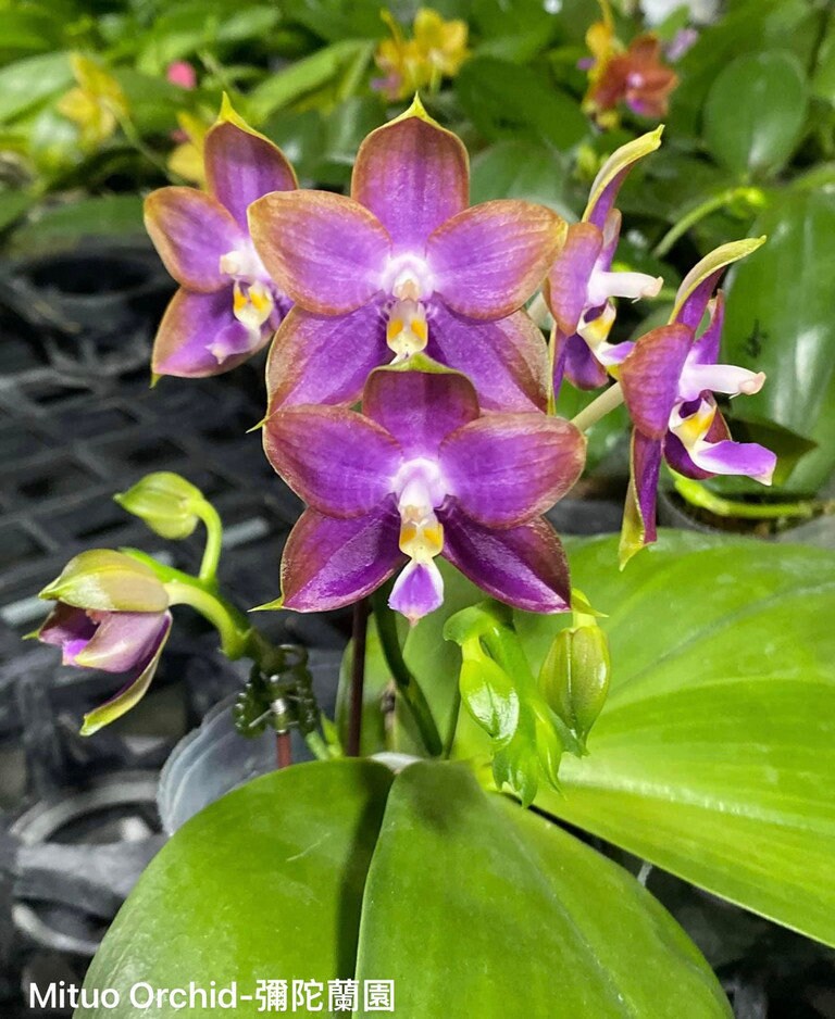 Phal. Mituo Reflex Dragon 'Blue Ring’ (MO675)— AM/AOS, pretty and very fragrant!